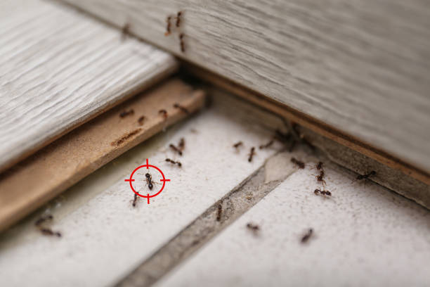 Best Commercial Pest Control Services  in Taylorsville, UT