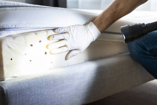 Best Local Pest Control Services  in Taylorsville, UT